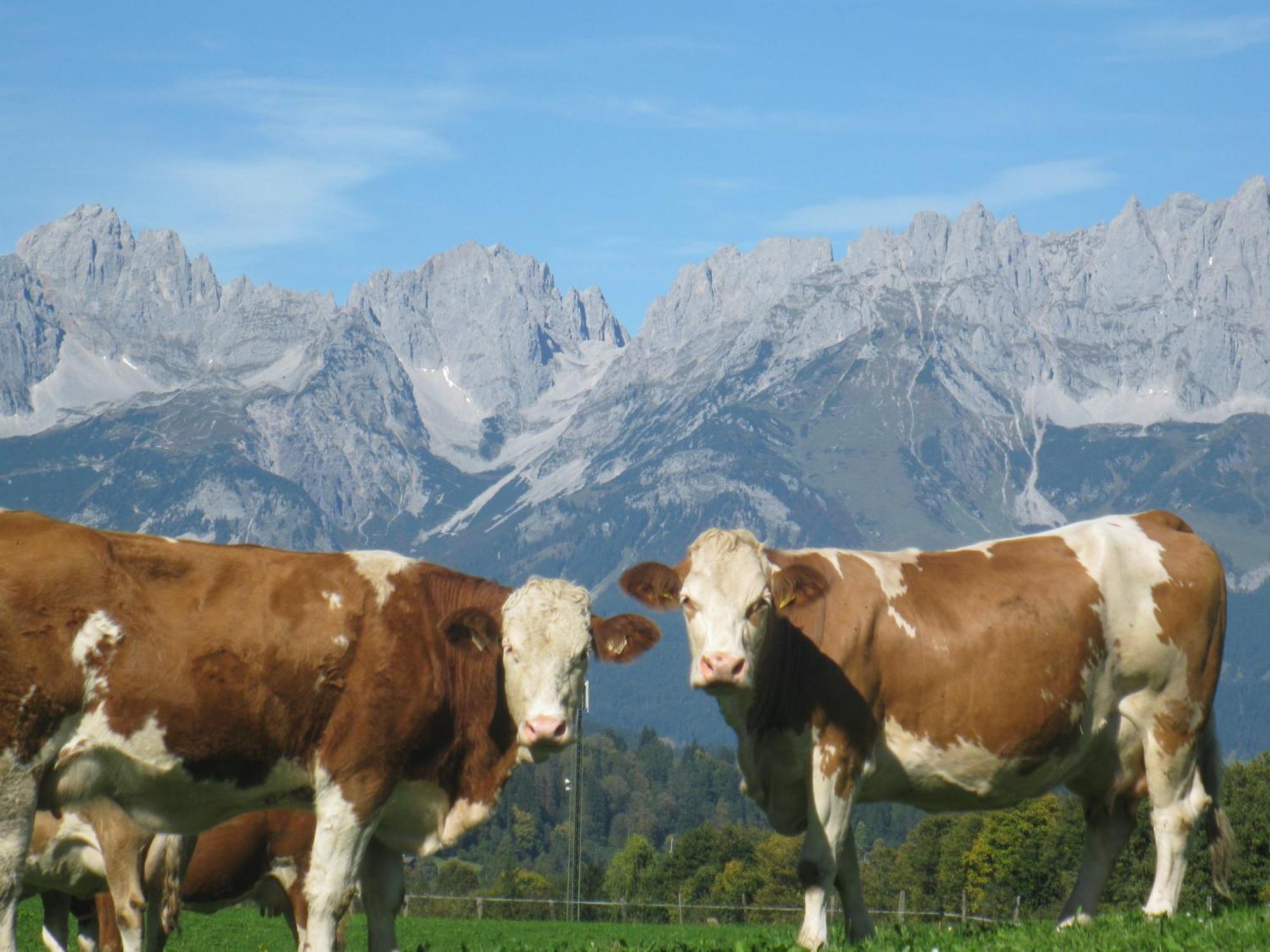 Malernhof Bed & Breakfast Kitzbuhel Bagian luar foto
